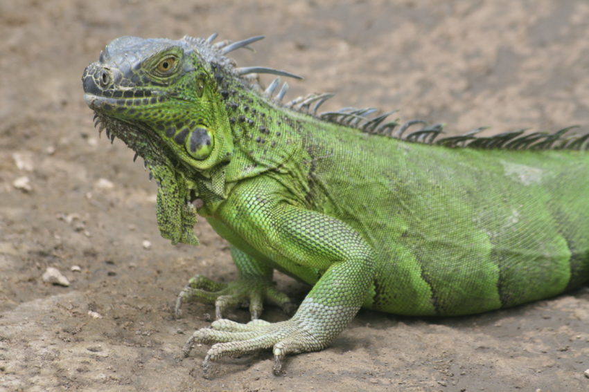 A green iguana on the banks of the Tempisque.