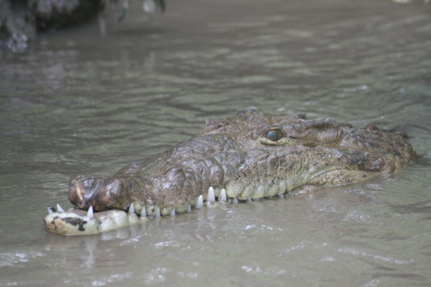 A crocodile near our boat in the River Tempisque.