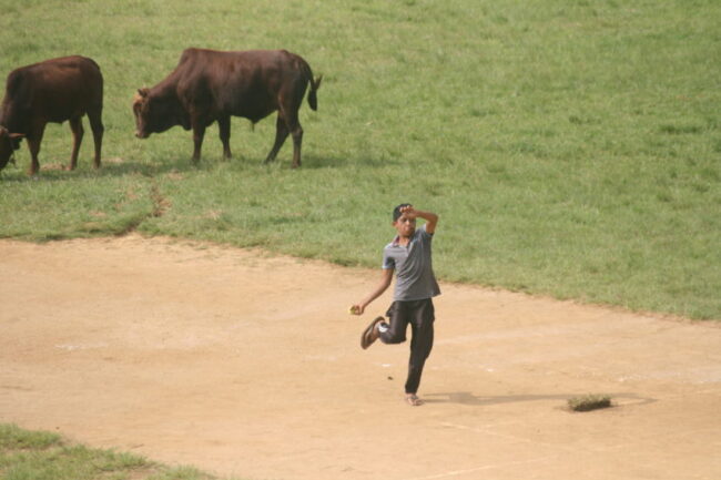 A pickup cricket game in Haputale with cattle on the playing field. Cricket is the national sport in Sri Lanka.