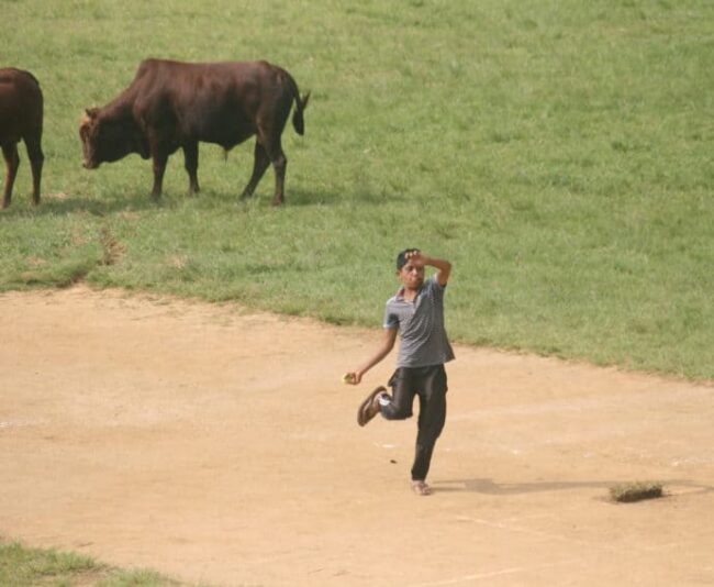 A pickup cricket game in Haputale with cattle on the playing field. Cricket is the national sport in Sri Lanka.