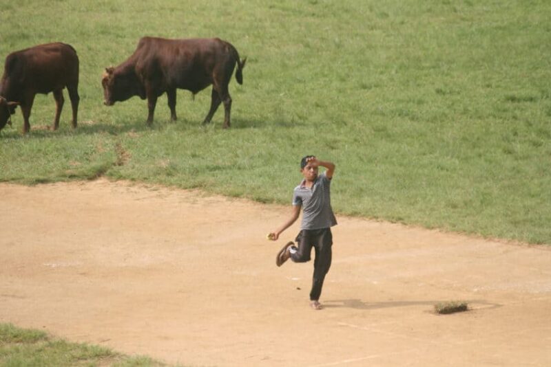 A pickup cricket game in Haputale with cattle on the playing field. Cricket is the national sport in Sri Lanka.