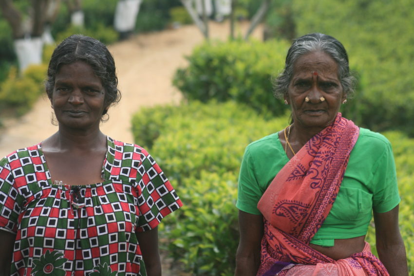 Lipton's tea plantation employs about 400 tea pickers, mostly Tamils originally from South India.