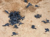 Only about one in 1,000 baby turtles survives.