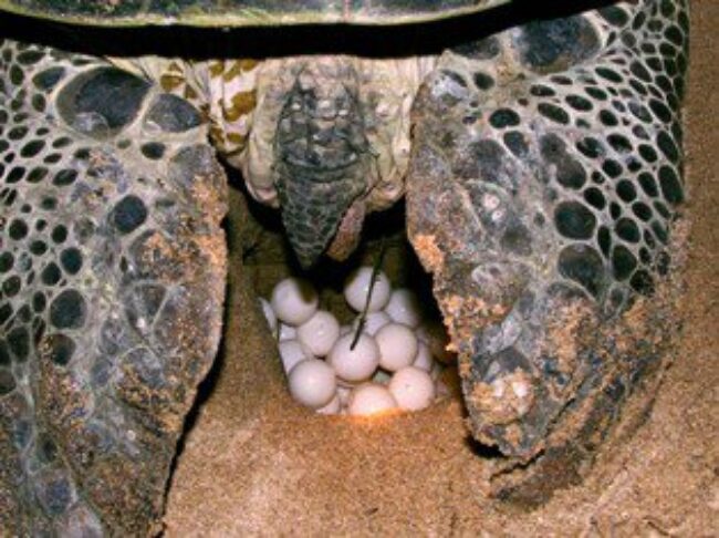 Watching giant green sea turtles laying eggs is a beach experience that