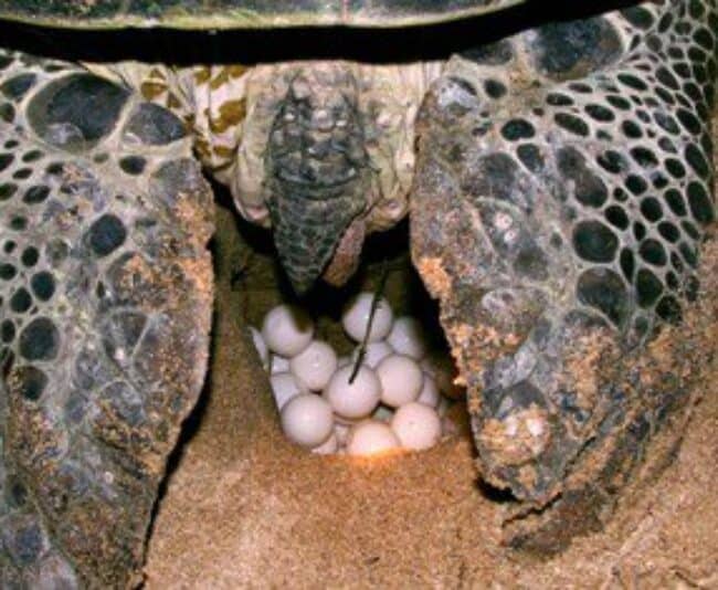 Green turtles lay up to 1,000 eggs at a time -- and do it at the same nexting spot seven times during their lives.