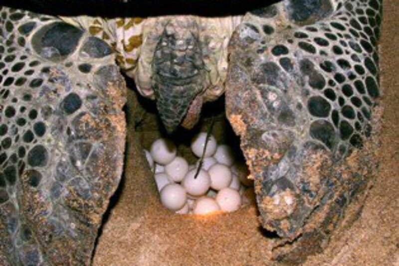 Green turtles lay up to 1,000 eggs at a time -- and do it at the same nexting spot seven times during their lives.