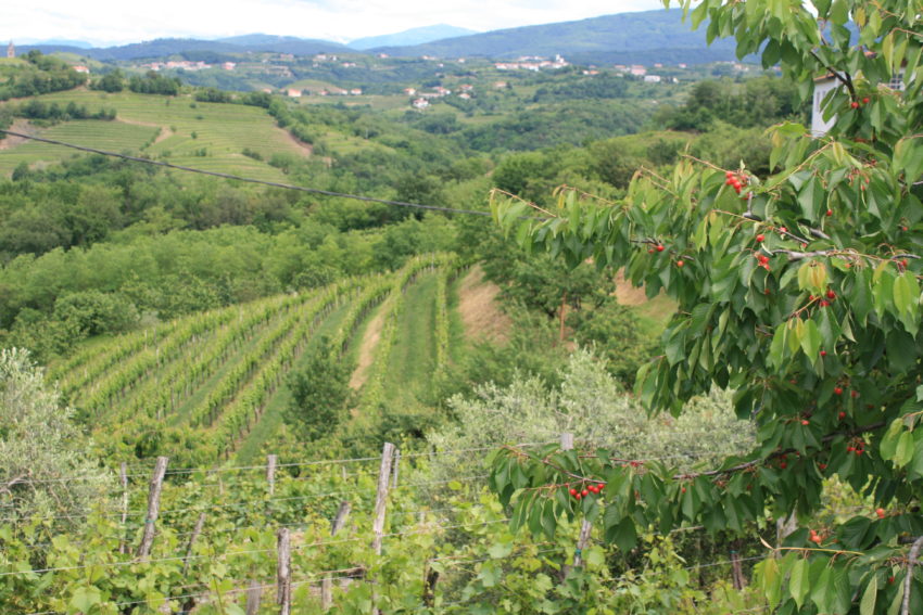 Some of the vineyards that cover the countryside of the Brda region in western Slovenia.