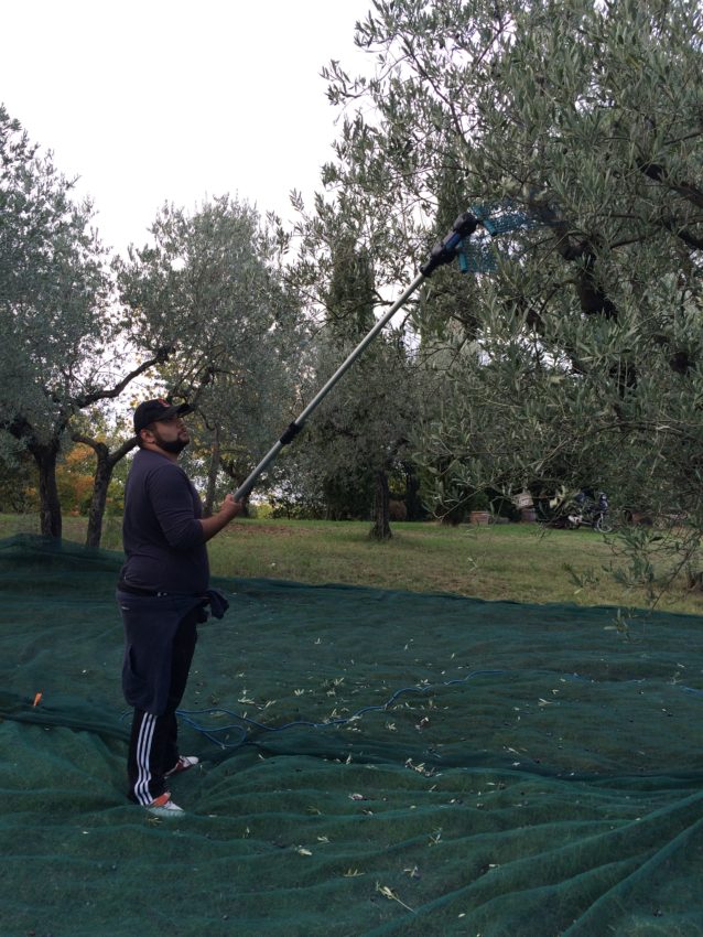 A worker using a motorized, plastic blade to clear olives at Casa Gola.