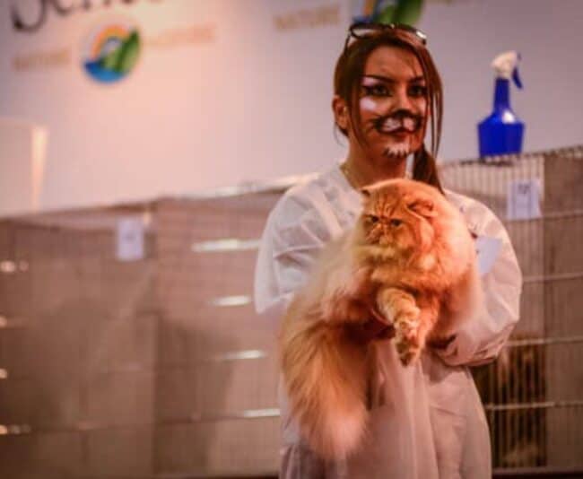 Halloween night was the kickoff for a cat show that featured 800 cats and hosted about 30,000 visitors.
