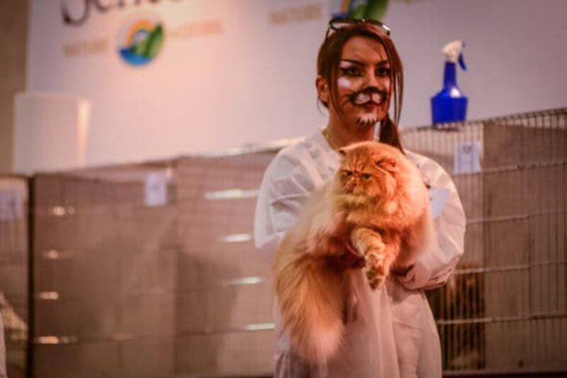 Halloween night was the kickoff for a cat show that featured 800 cats and hosted about 30,000 visitors.