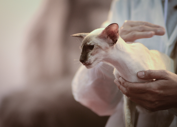 Of course, some cats are cuter than others. This Devon Rex won't land on many cat calendars. Photo by Marina Pascucci.