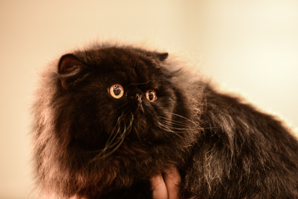 These black Persians are nothing but fur and eyes. Photo by Marina Pascucci.