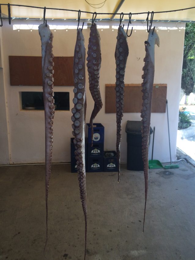Octopus legs drying at Kolios Seafood.