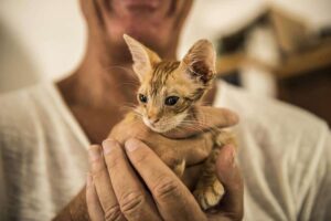 We found Bolt near death atop a rain gutter. Photo by Marina Pascucci