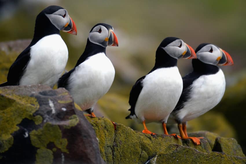 Puffins nest in the little harbor of Hafnarholmi every summer.