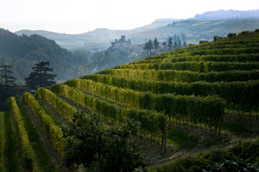 A vineyard in the Langhe region of Piedmont in Northern Italy. Photo by Marina Pascucci