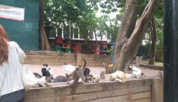 Cat colony II