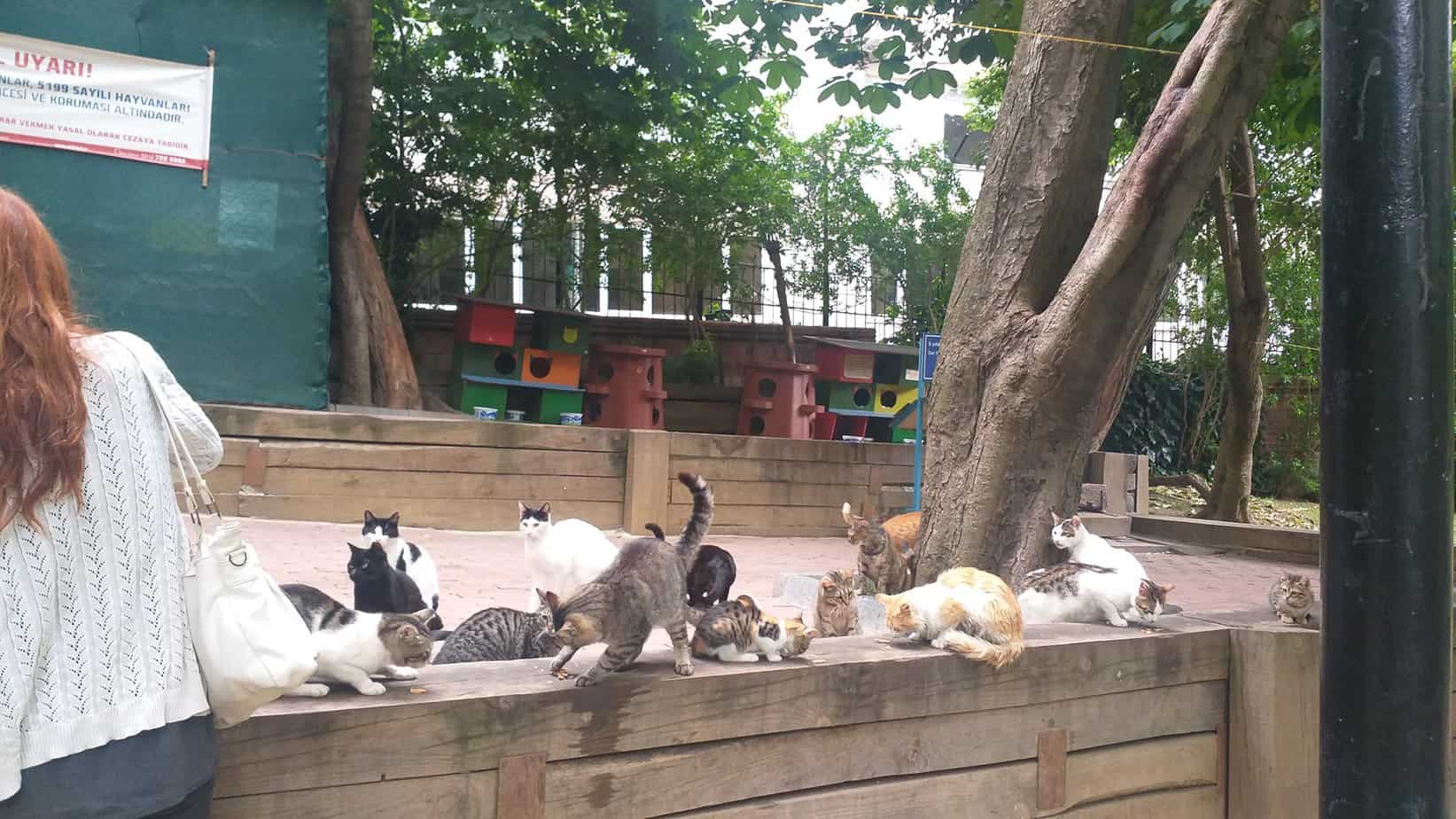 Cat colony II