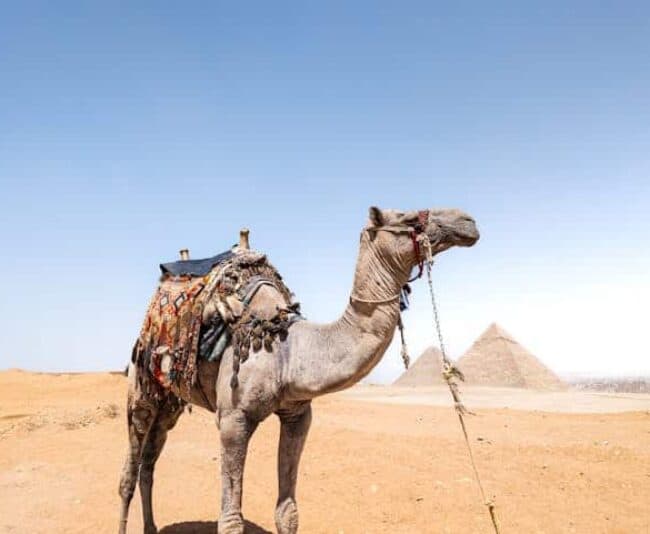 Egypt: Planning a bucket list trip to Egypt? Here’s how to dive in before you go