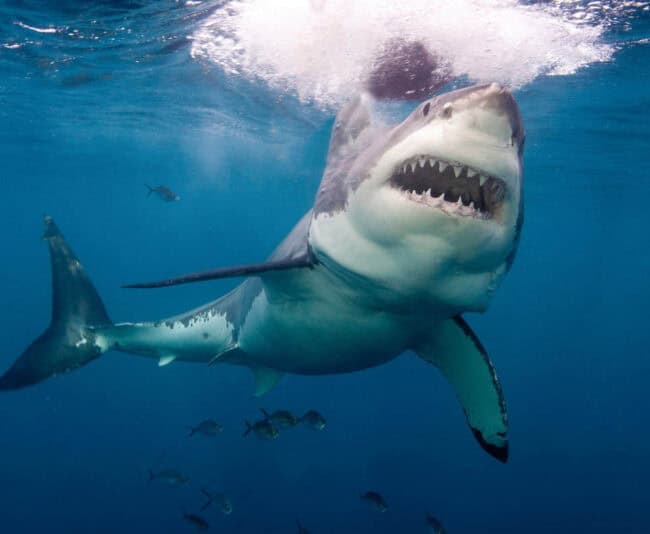 Danger zones: Sharks are very common off Australia
