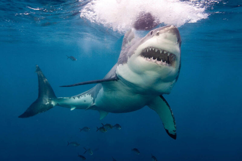 Danger zones: Sharks are very common off Australia