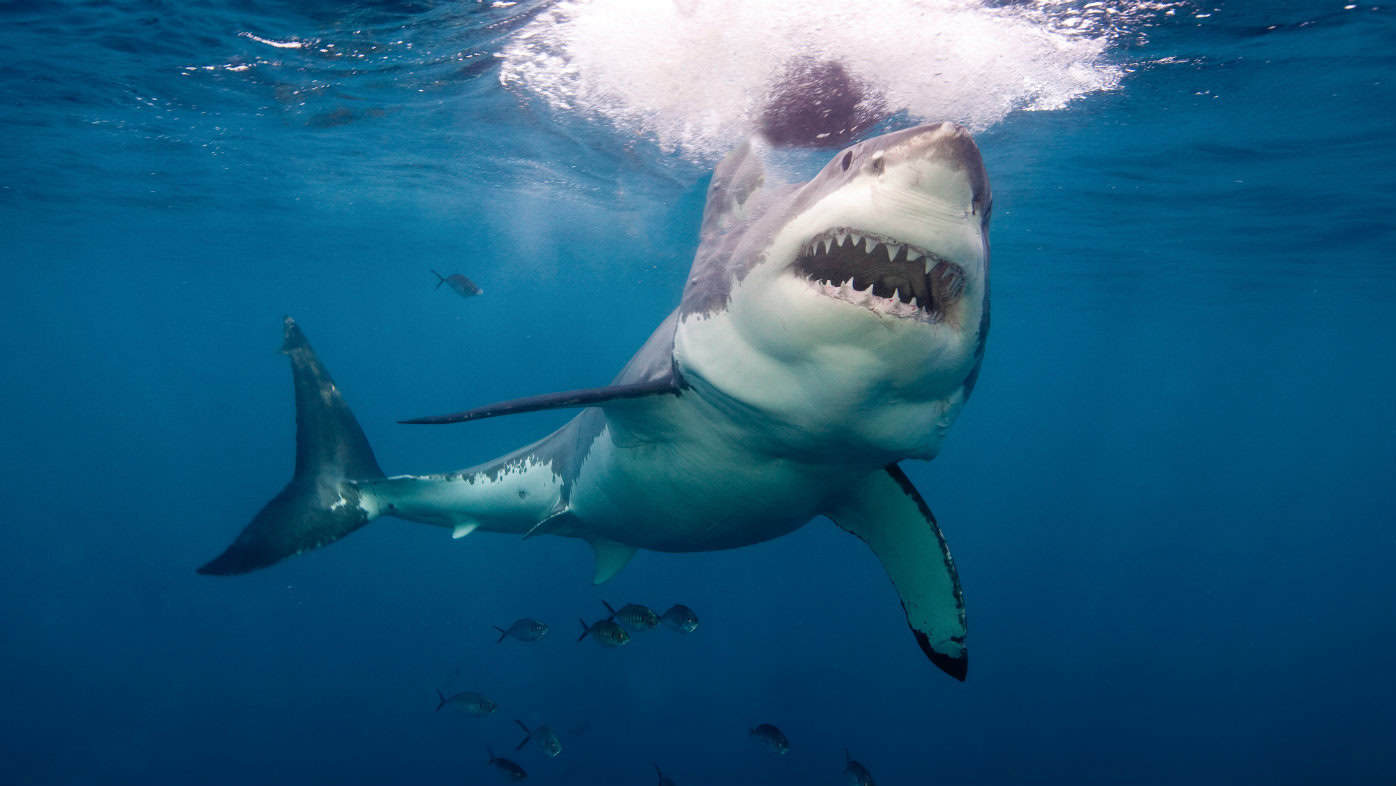 Danger zones: Sharks are very common off Australia's Great Barrier Reef.