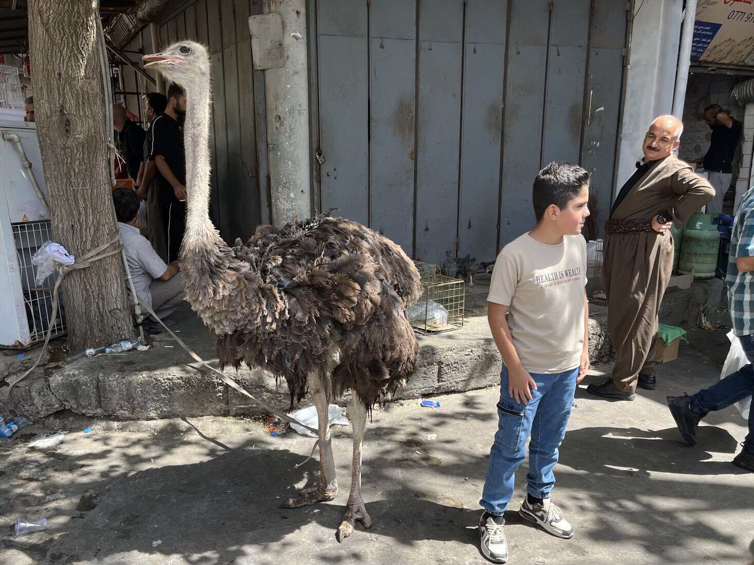An ostrich stands in the animal market outside the Sulaumaniyah Grand Bazaar.